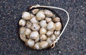 Vongole spurgate pronte per la cottura, con sabbia visibile sul fondo del recipiente.
