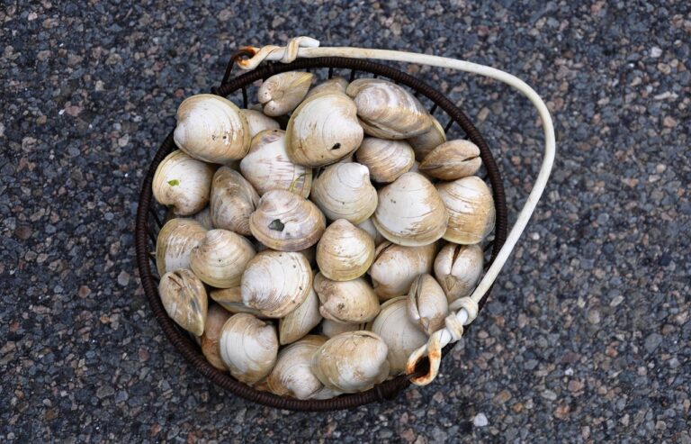 Vongole spurgate pronte per la cottura, con sabbia visibile sul fondo del recipiente.