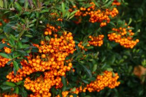 Siepe di Pyracantha con bacche arancioni e spine, ideale per nutrire uccelli e proteggere dagli intrusi.